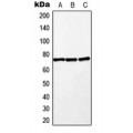 LifeSab™ MEKK2 Rabbit pAb (50 µl)