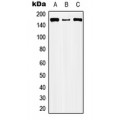 LifeSab™ CIC Rabbit pAb (50 µl)