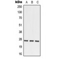 LifeSab™ PRRX2 Rabbit pAb (50 µl)