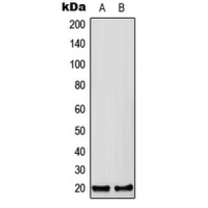 LifeSab™ CFC1B Rabbit pAb (50 µl)