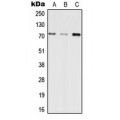 LifeSab™ INPP5E Rabbit pAb (50 µl)