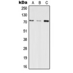 LifeSab™ INPP5E Rabbit pAb (50 µl)