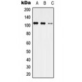 LifeSab™ USP35 Rabbit pAb (50 µl)
