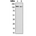 LifeSab™ RAPH1 Rabbit pAb (50 µl)
