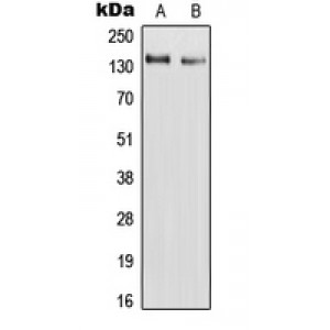 LifeSab™ RAPH1 Rabbit pAb (50 µl)