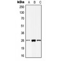 LifeSab™ MOB2 Rabbit pAb (50 µl)