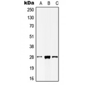 LifeSab™ MOB2 Rabbit pAb (50 µl)