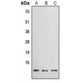 LifeSab™ EG-VEGF Rabbit pAb (50 µl)