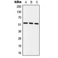 LifeSab™ MINA53 Rabbit pAb (50 µl)