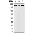 LifeSab™ Cyclin B3 Rabbit pAb (50 µl)