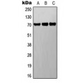 LifeSab™ BET Rabbit pAb (50 µl)