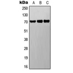 LifeSab™ BET Rabbit pAb (50 µl)