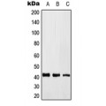 LifeSab™ KLF17 Rabbit pAb (50 µl)