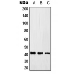 LifeSab™ KLF17 Rabbit pAb (50 µl)
