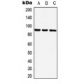 LifeSab™ ZNF25 Rabbit pAb (50 µl)