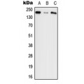 LifeSab™ Agrin Rabbit pAb (50 µl)