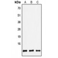 LifeSab™ Defensin beta 2 Rabbit pAb (50 µl)