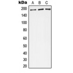 LifeSab™ Complement C4A/B Rabbit pAb (50 µl)