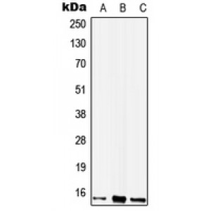 LifeSab™ WIT1 Rabbit pAb (50 µl)