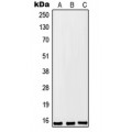 LifeSab™ FKSG2 Rabbit pAb (50 µl)