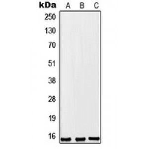 LifeSab™ FKSG2 Rabbit pAb (50 µl)