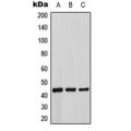 LifeSab™ Beta-3 Adrenergic Receptor Rabbit pAb (50 µl)