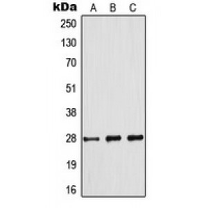 LifeSab™ BCL2 (pS70) Rabbit pAb (50 µl)