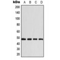 LifeSab™ CD147 Rabbit pAb (50 µl)