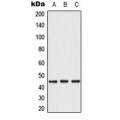LifeSab™ Caspase 1 Rabbit pAb (50 µl)