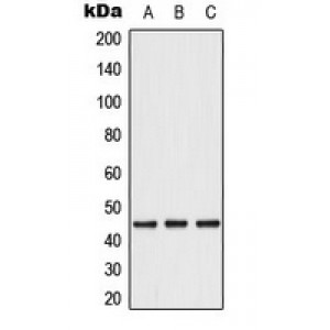 LifeSab™ Caspase 1 Rabbit pAb (50 µl)