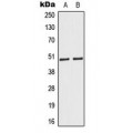 LifeSab™ Caspase 9 Rabbit pAb (50 µl)