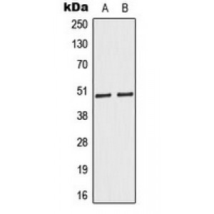 LifeSab™ Caspase 9 Rabbit pAb (50 µl)