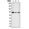 LifeSab™ ATF6B Rabbit pAb (50 µl)
