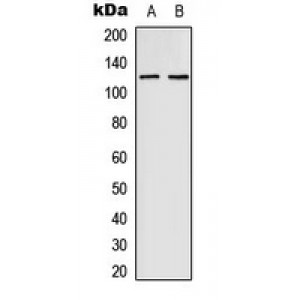 LifeSab™ EPHB4 Rabbit pAb (50 µl)
