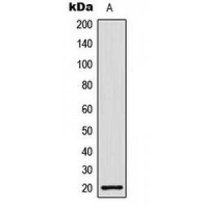 LifeSab™ Histone H1.0 Rabbit pAb (50 µl)