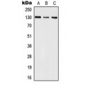 LifeSab™ IL-16 Rabbit pAb (50 µl)