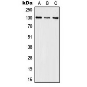 LifeSab™ IL-16 Rabbit pAb (50 µl)