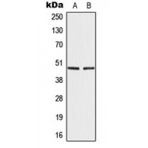 LifeSab™ IRF4 Rabbit pAb (50 µl)