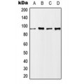 LifeSab™ Nibrin (pS343) Rabbit pAb (50 µl)
