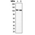 LifeSab™ NF-kappaB p105 Rabbit pAb (50 µl)
