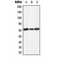 LifeSab™ PKR (pT451) Rabbit pAb (50 µl)