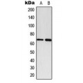 LifeSab™ Paxillin (pY118) Rabbit pAb (50 µl)