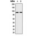 LifeSab™ TCEB3 Rabbit pAb (50 µl)