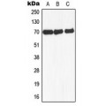LifeSab™ NCOA4 Rabbit pAb (50 µl)