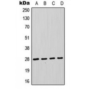 LifeSab™ FADD Rabbit pAb (50 µl)