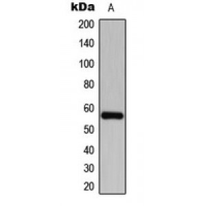 LifeSab™ CDKL2 Rabbit pAb (50 µl)