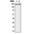 LifeSab™ Separase (pS801) Rabbit pAb (50 µl)