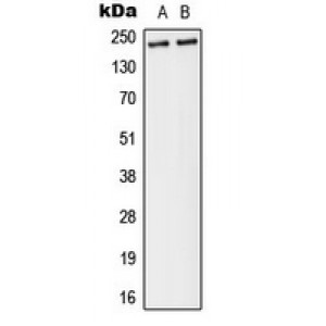 LifeSab™ Separase (pS801) Rabbit pAb (50 µl)