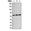 LifeSab™ CRMP3 Rabbit pAb (50 µl)