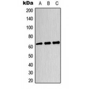 LifeSab™ CRMP3 Rabbit pAb (50 µl)